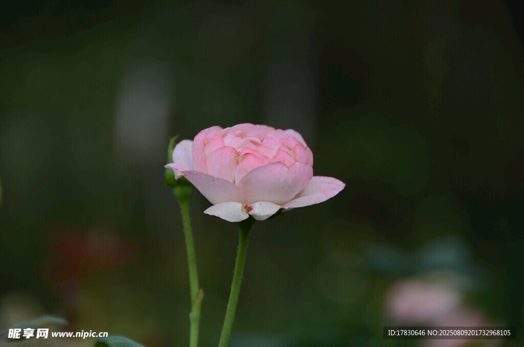 粉色嬌艷單朵月季花