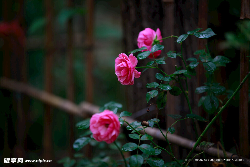 嬌艷粉色薔薇綻放