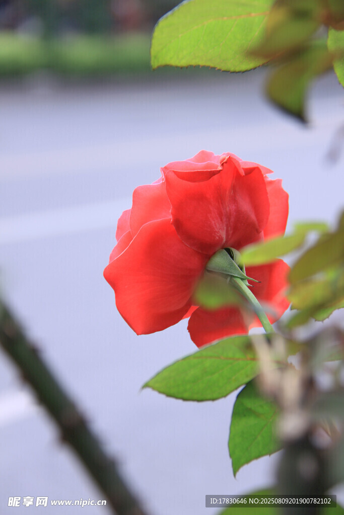 嬌艷紅玫瑰綻放于枝頭