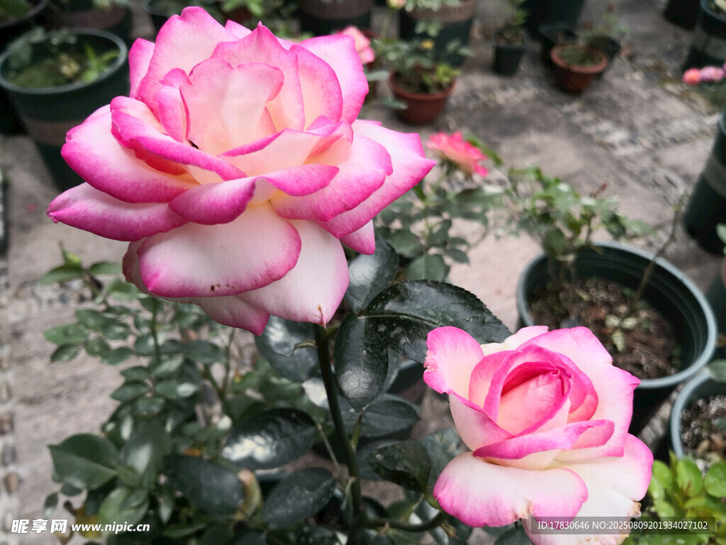 嬌艷雙色月季花綻放