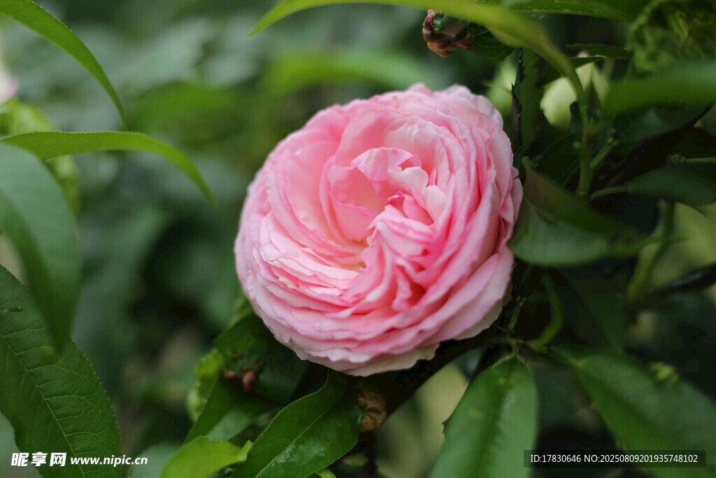 嬌艷粉色薔薇綻放