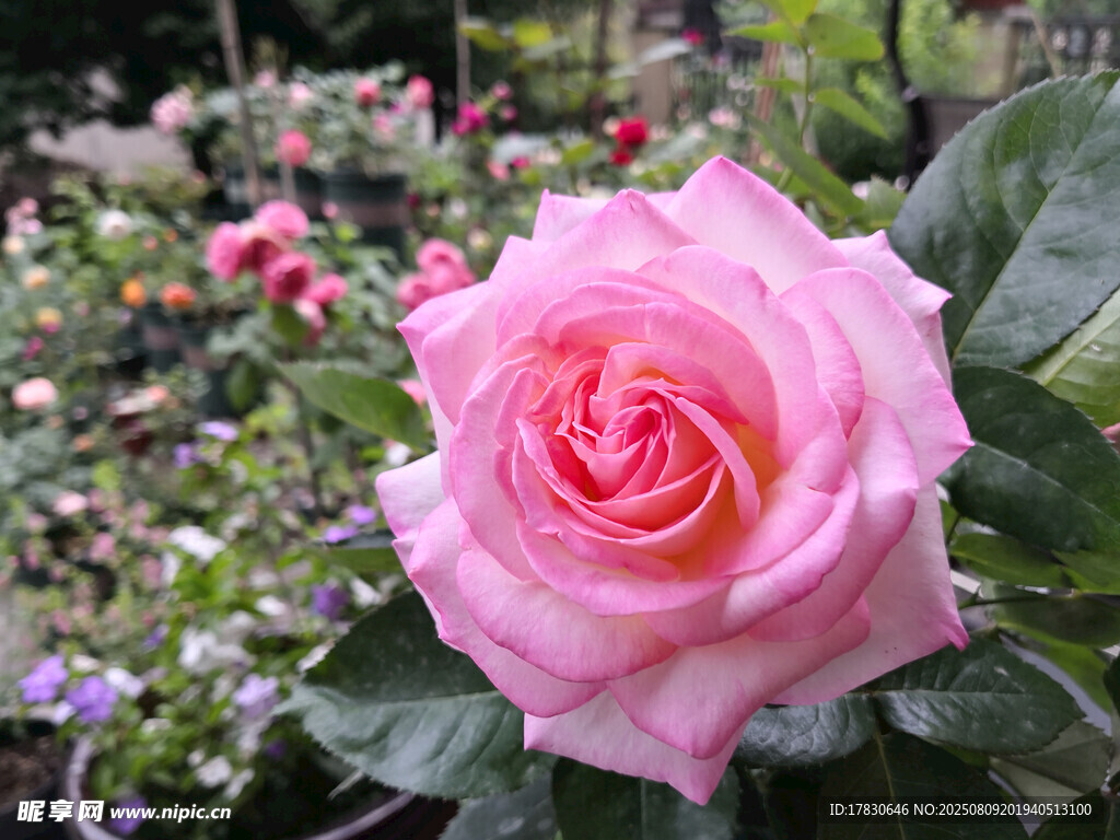 嬌艷粉色玫瑰綻放花園