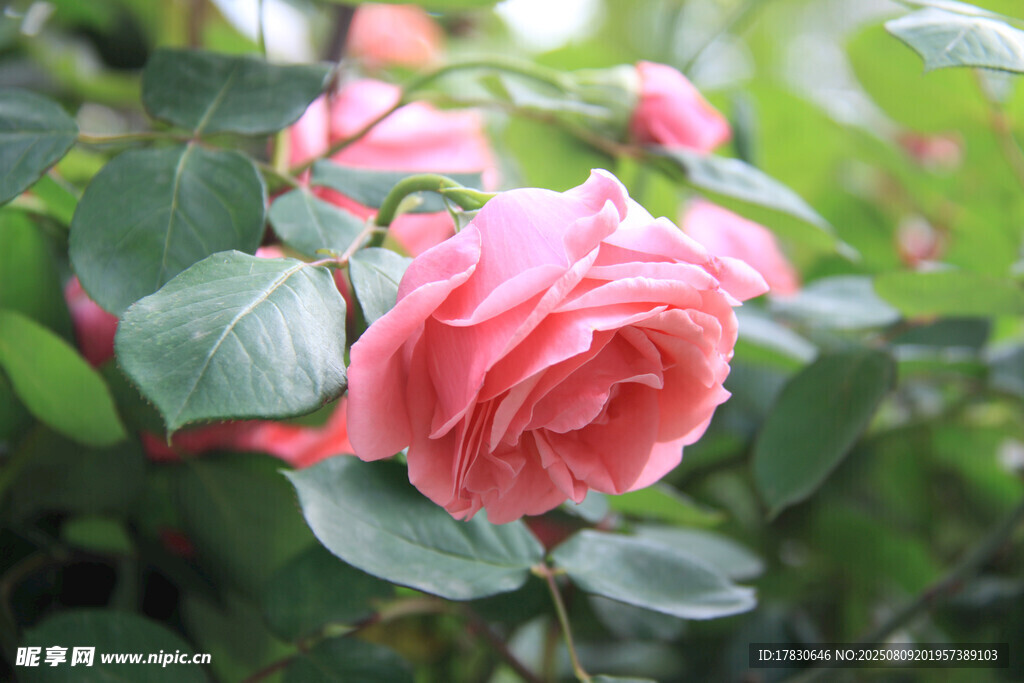 嬌艷粉色月季花綻放