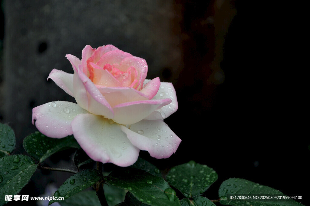 粉色嬌艷月季花