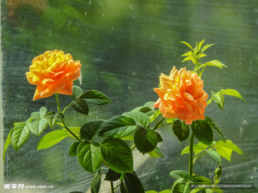 兩朵嬌艷的橙色月季花