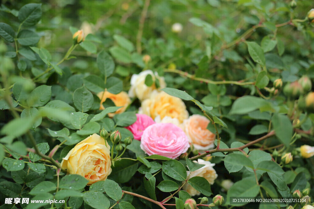 多彩薔薇花綻放于綠葉間