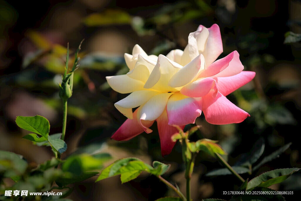 雙色嬌艷月季花