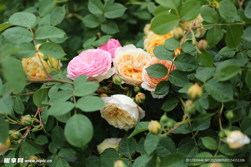 多彩薔薇綻放于綠葉間