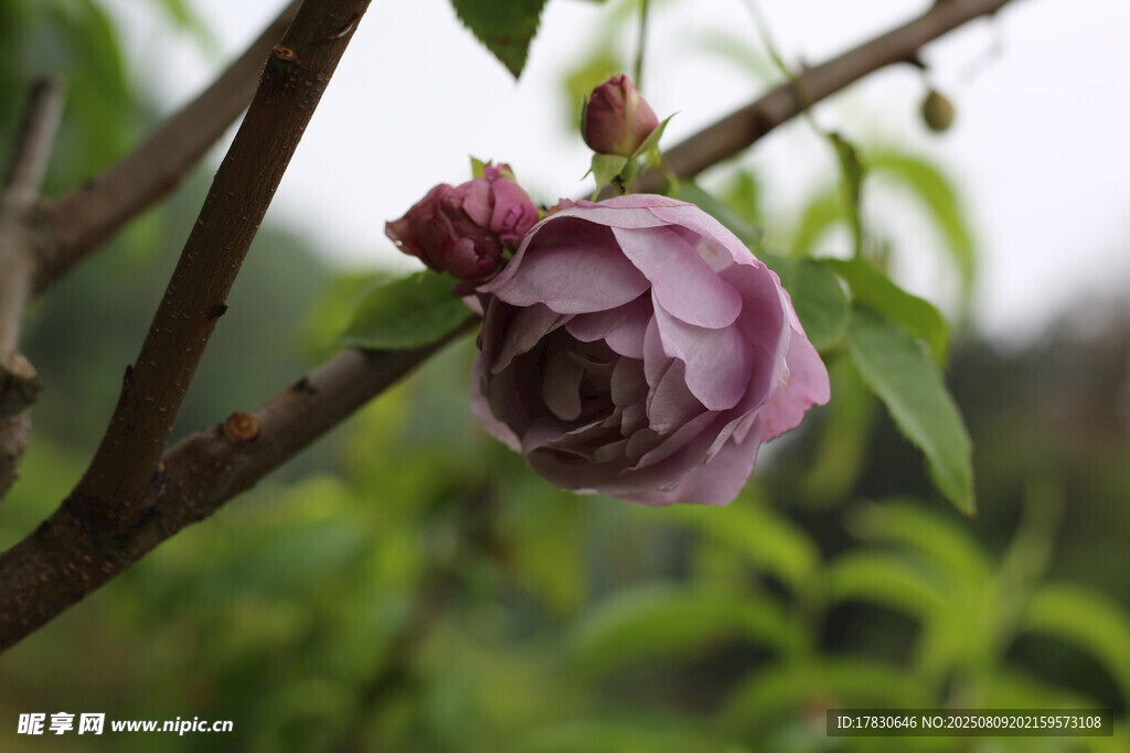 枝頭綻放的紫粉色花朵