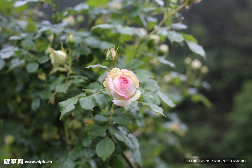 嬌艷薔薇花綻放枝頭