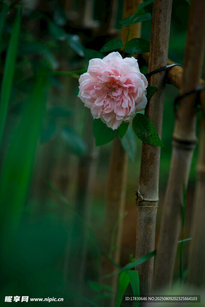 竹旁綻放的柔美粉色花朵
