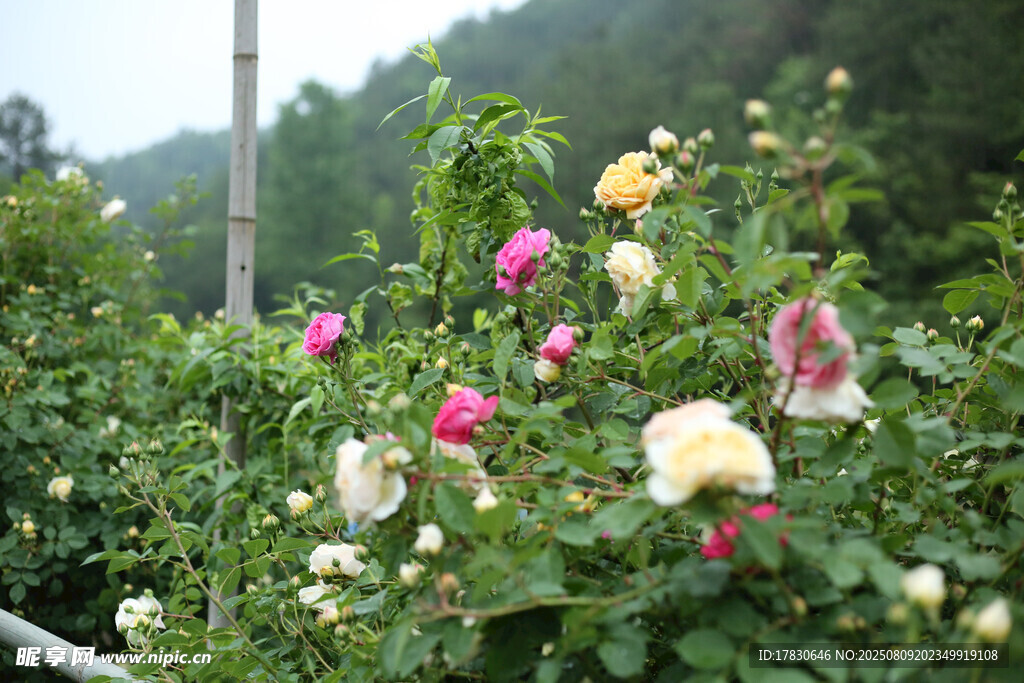 多彩薔薇綻放于綠意間
