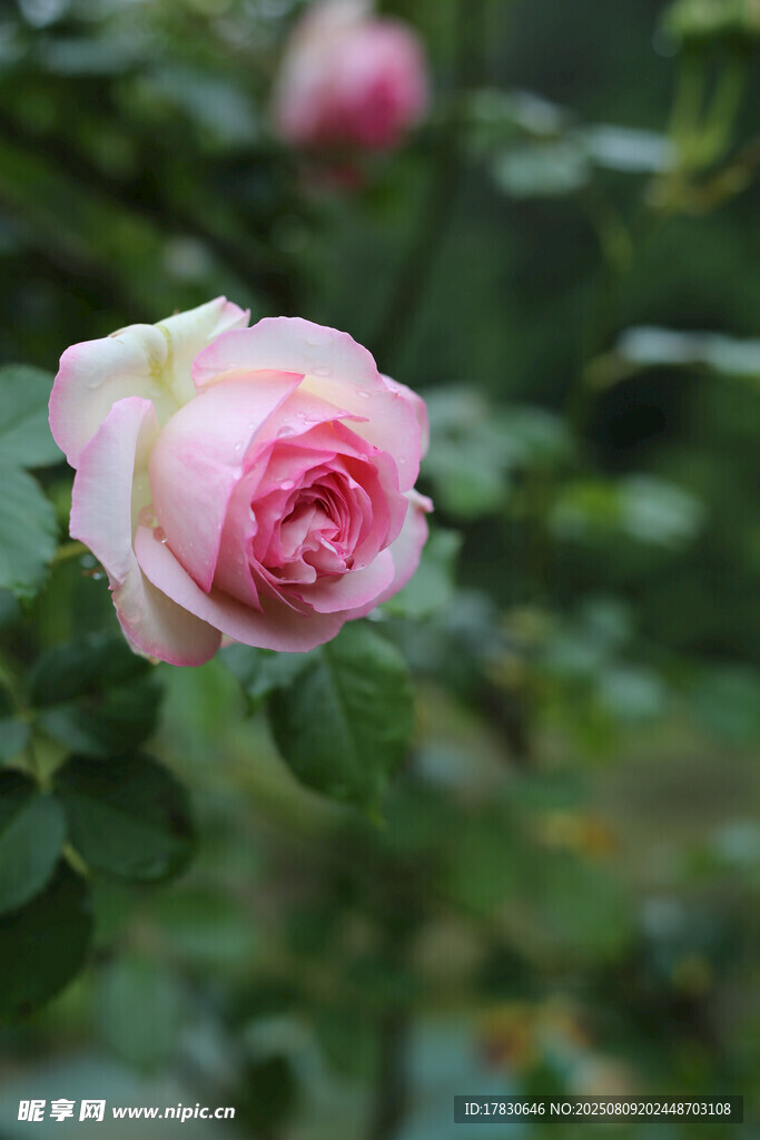 嬌艷欲滴的粉色月季花