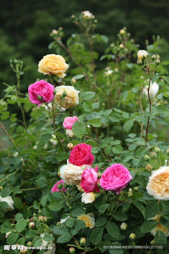 多彩薔薇綻放于綠意間