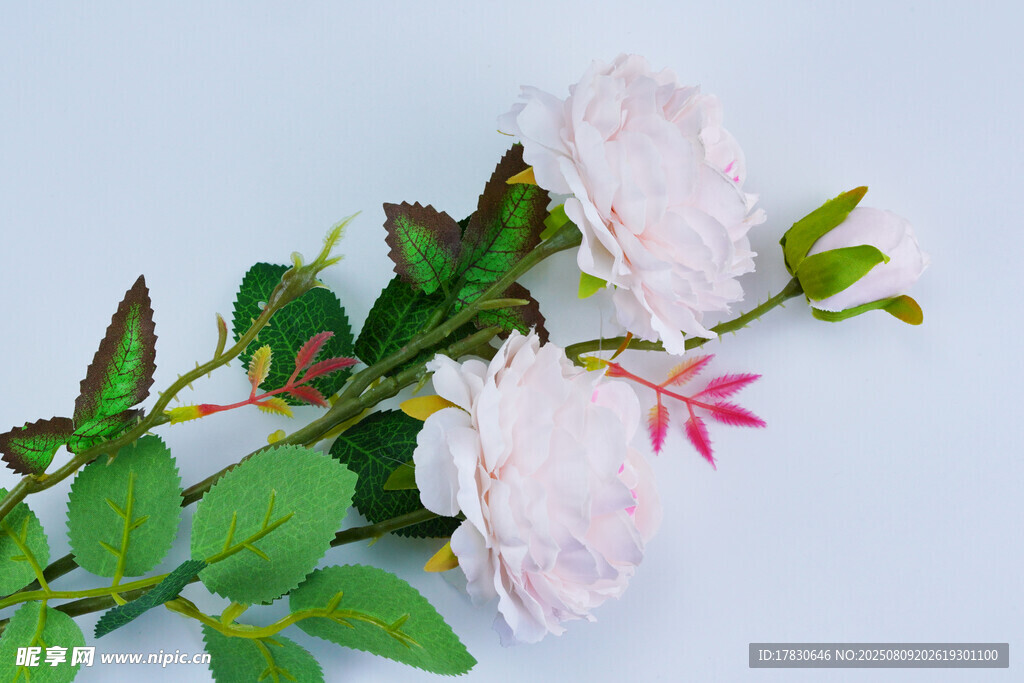 兩朵白薔薇與綠葉相伴