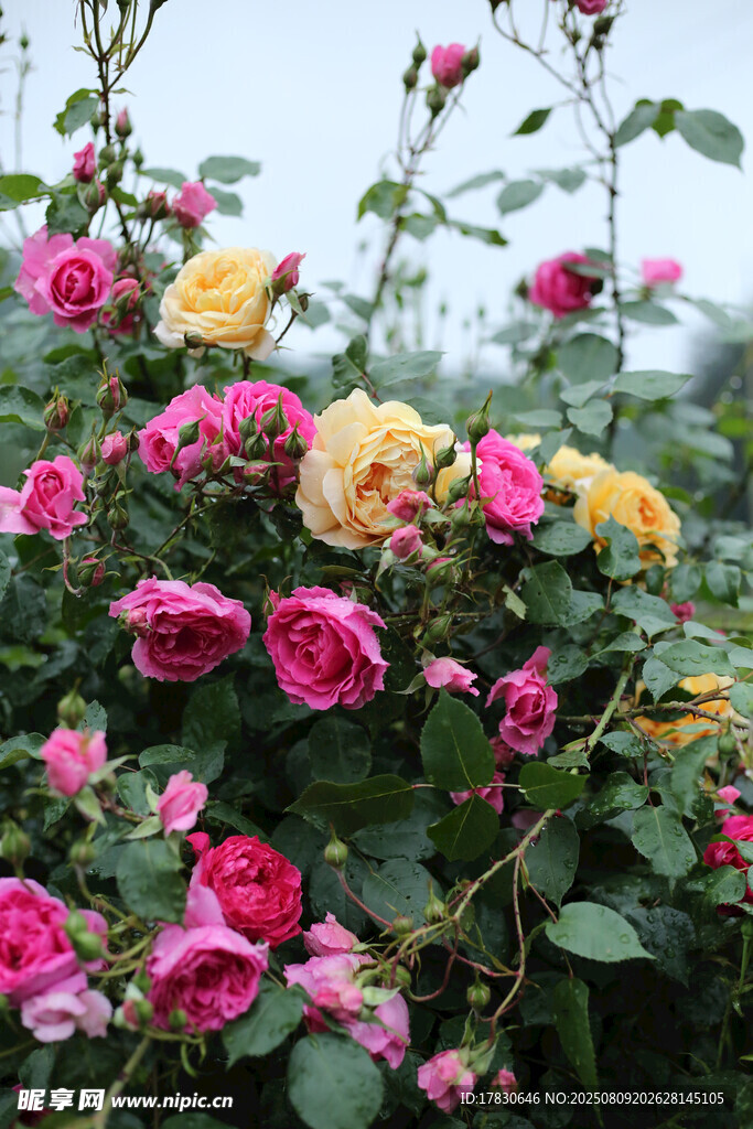 多彩薔薇綻放