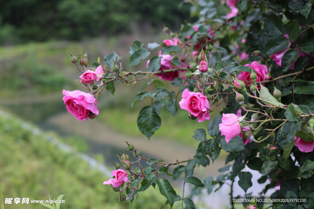 溪邊綻放的嬌艷粉色花朵