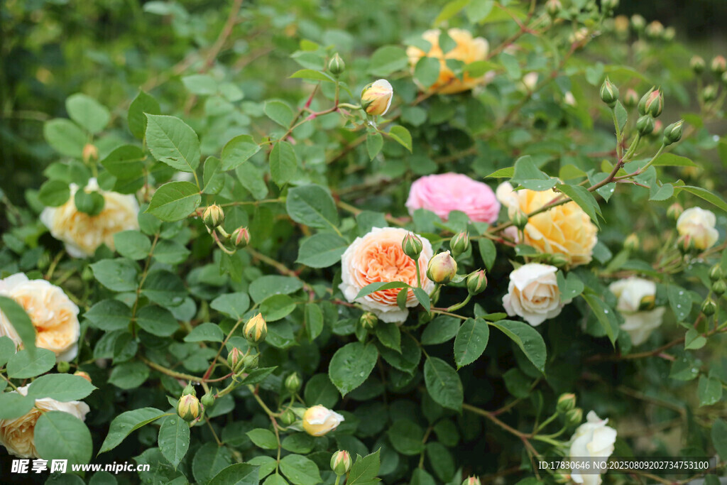 多彩薔薇綻放于綠意間