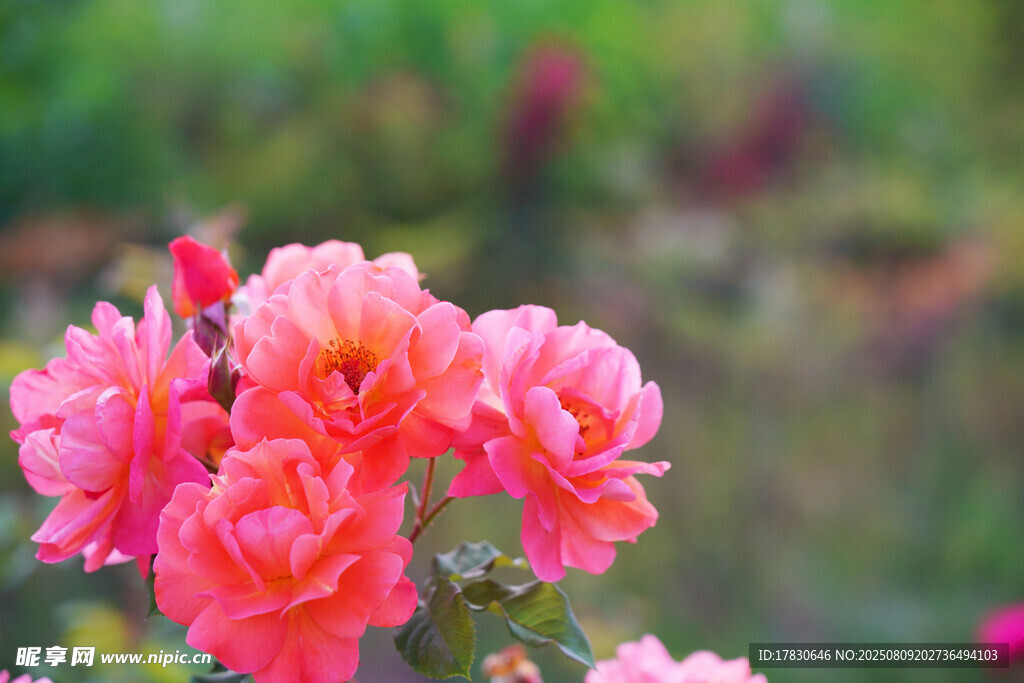 嬌艷盛開(kāi)的粉色月季花