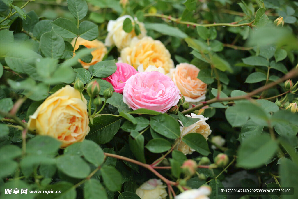 多彩薔薇綻放綠葉間