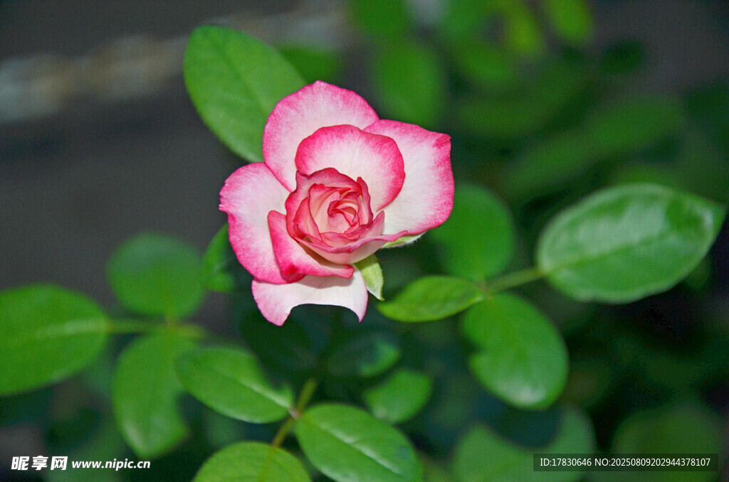 嬌艷雙色月季花