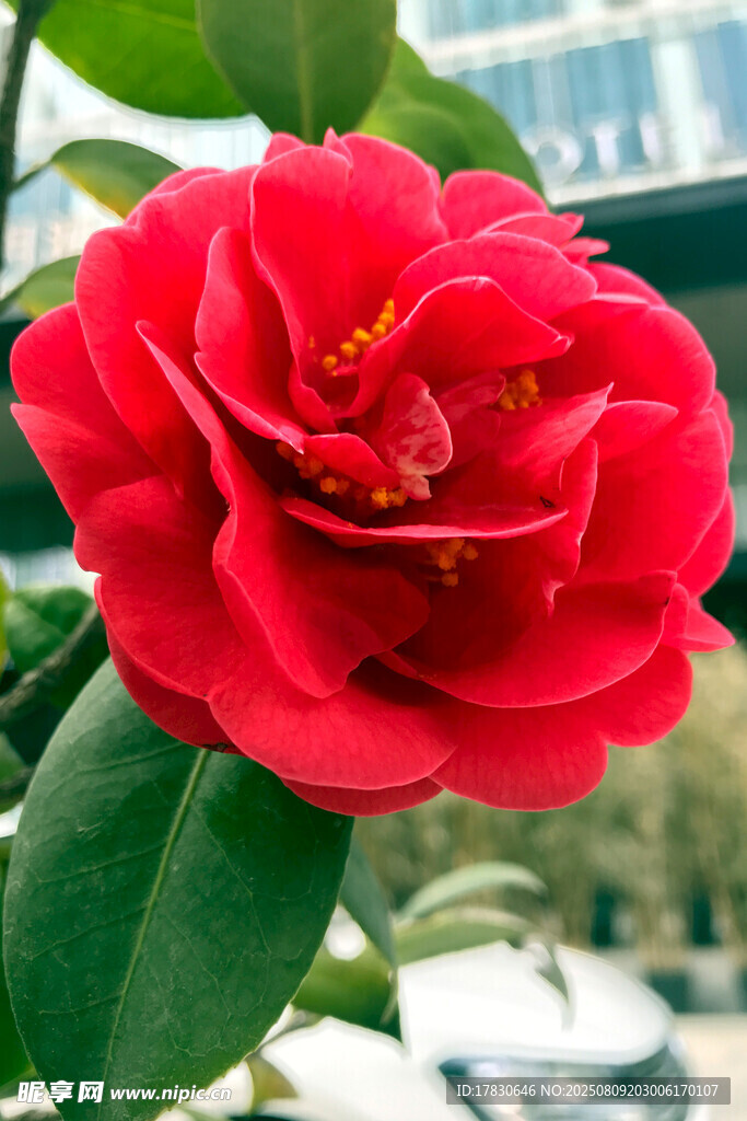 嬌艷紅山茶