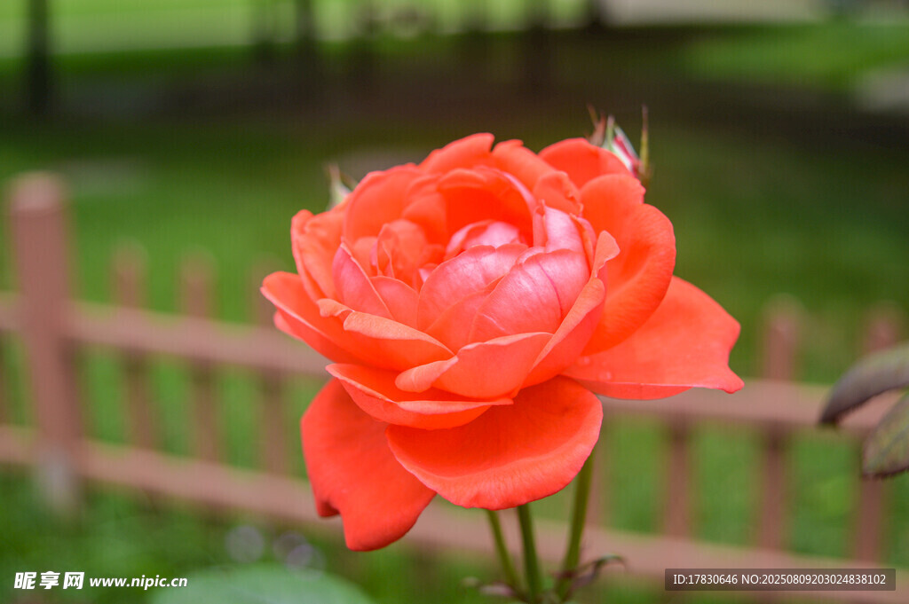 嬌艷盛開(kāi)的橙紅色月季花