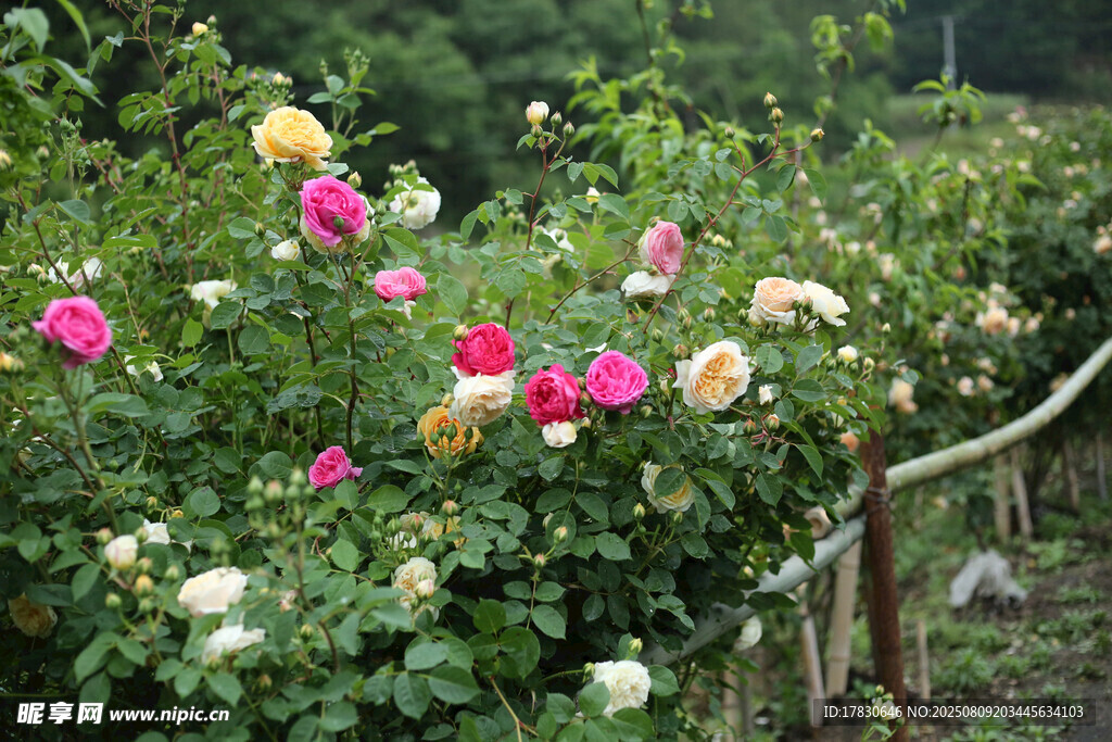 多彩薔薇綻放于花園
