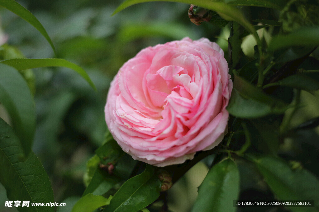 嬌艷粉色薔薇綻放