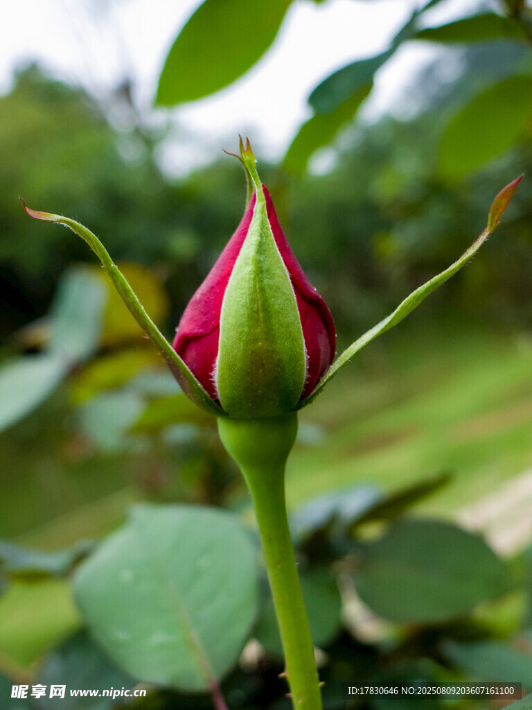 含苞待放的嬌艷玫瑰