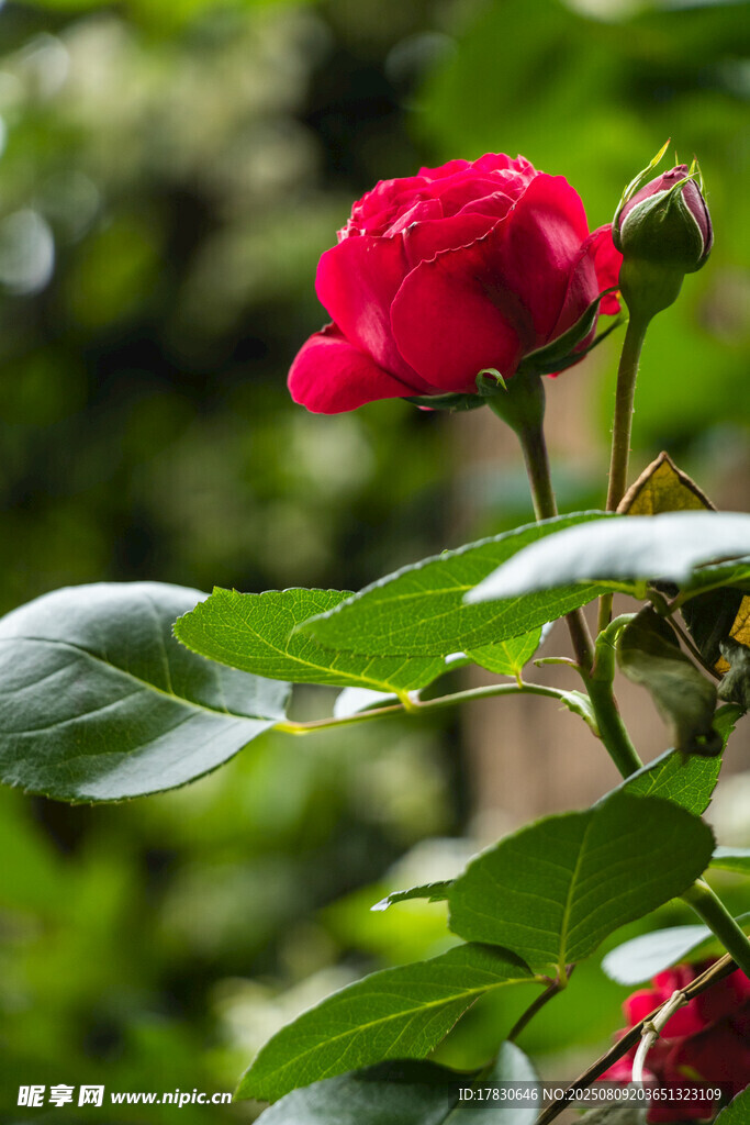 嬌艷紅玫瑰綻放綠葉間