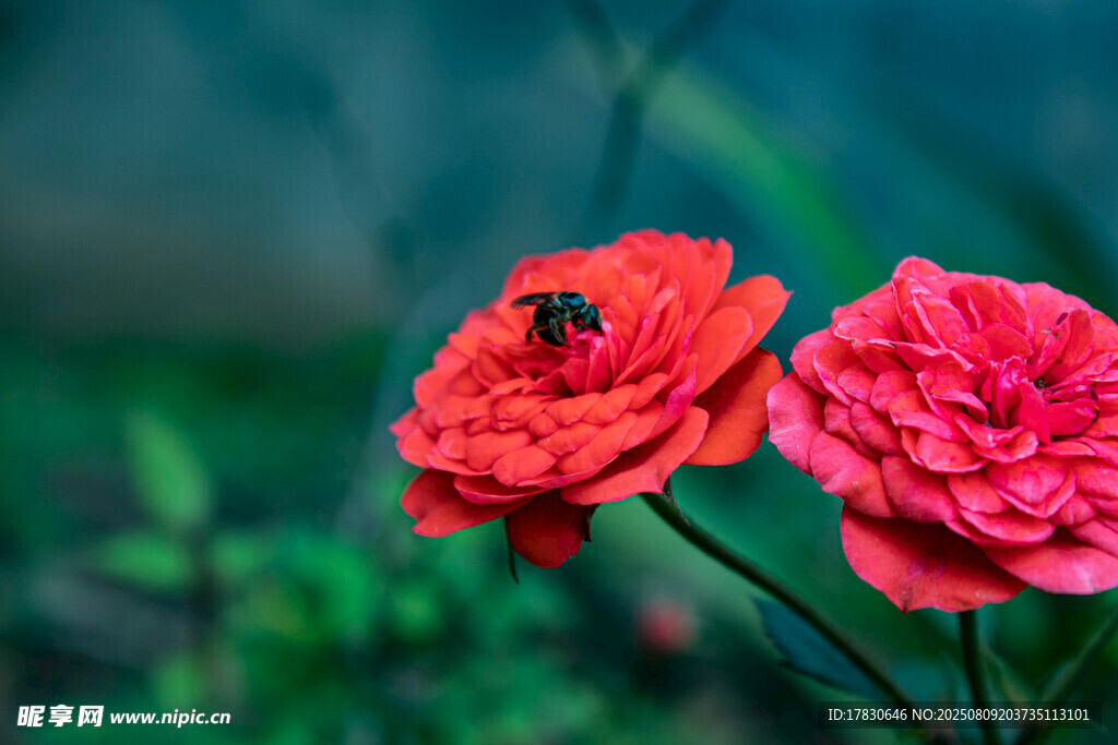 兩朵嬌艷月季花上的蜜蜂
