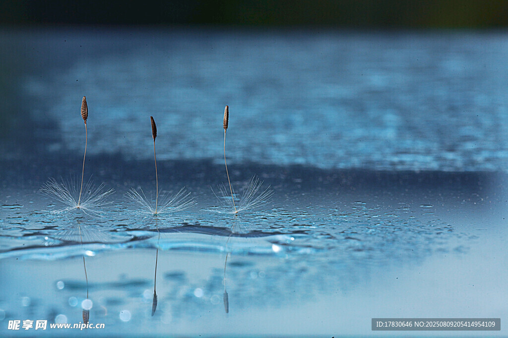 雨滴落入水面的唯美瞬間