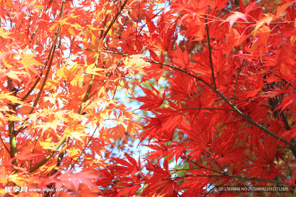 秋日紅楓葉景