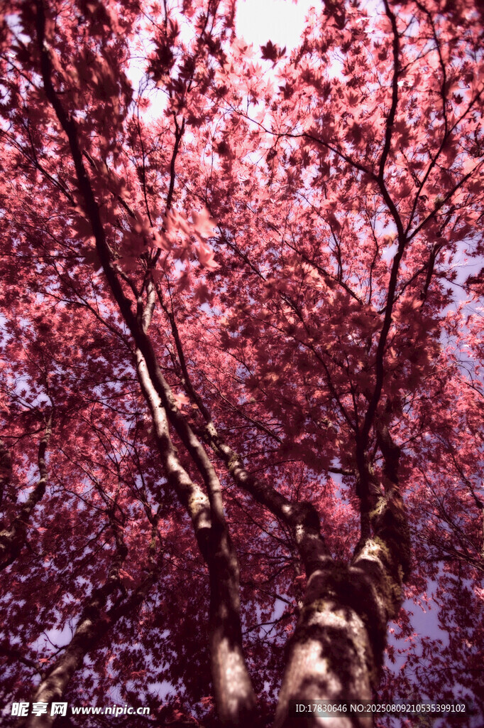 紅楓樹