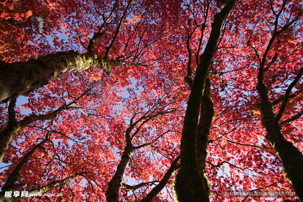 秋日紅楓樹林美景