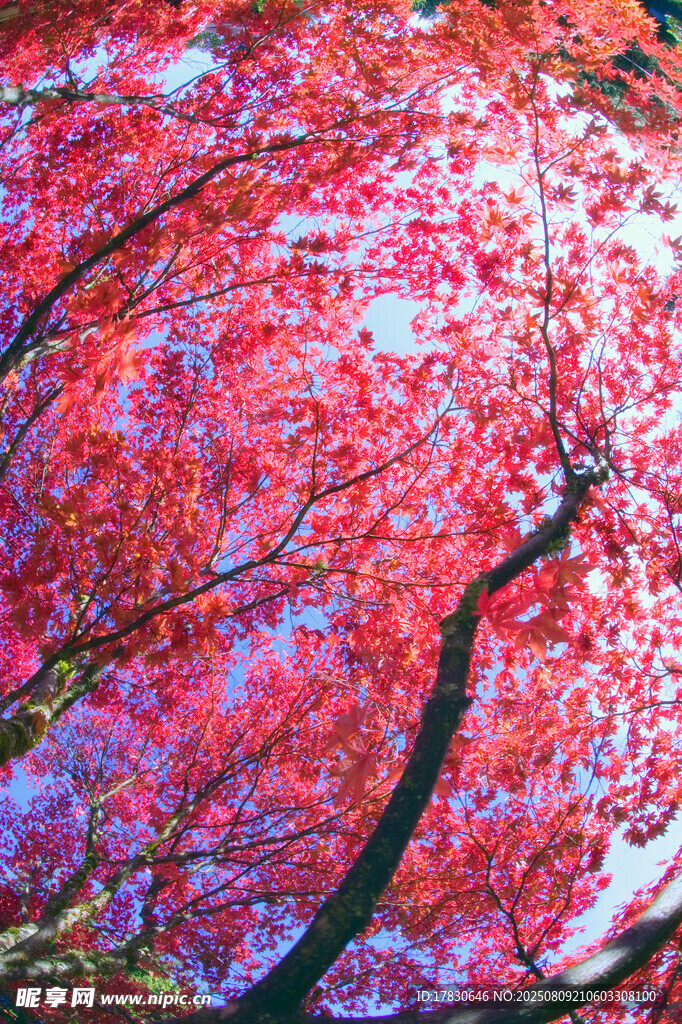 秋日紅楓美景
