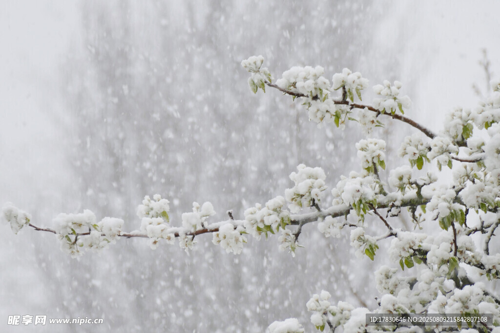 雪中綻放的繁花