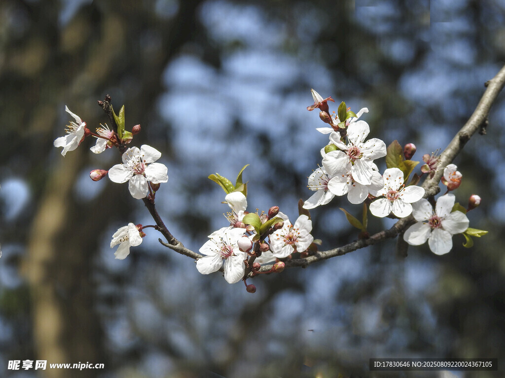 枝頭綻放的美麗白色花朵