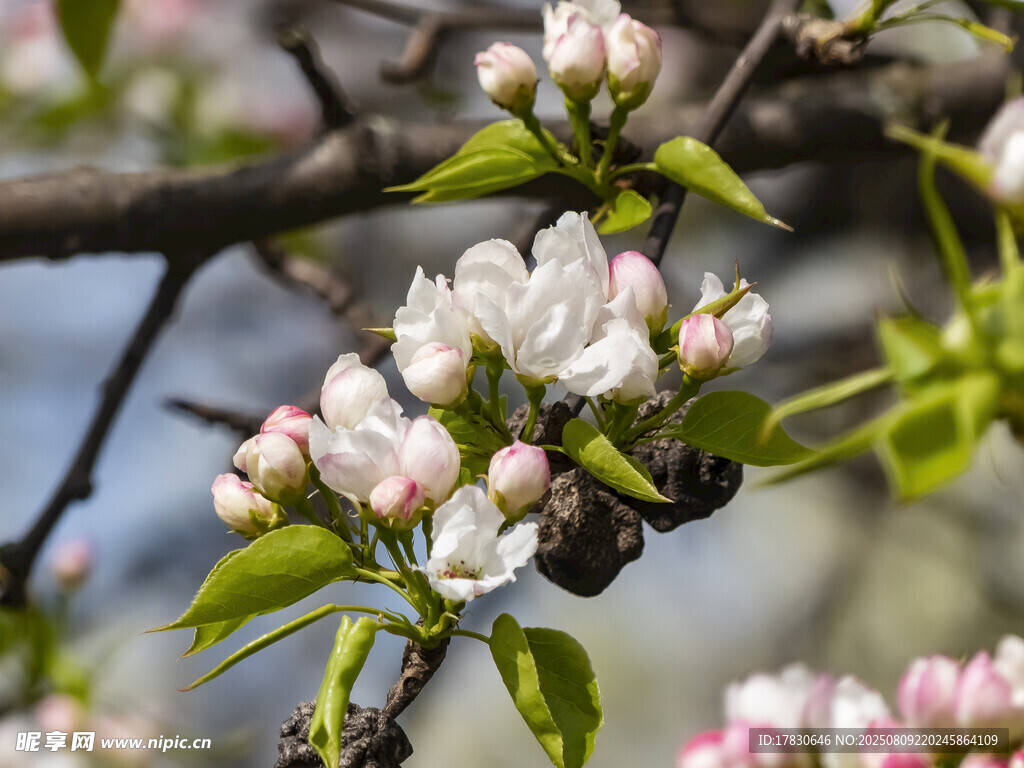 枝頭綻放的粉嫩蘋果花