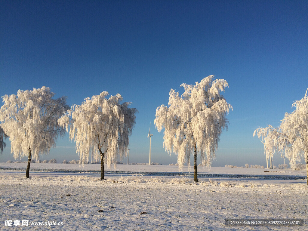 冬日雪覆玉樹美景