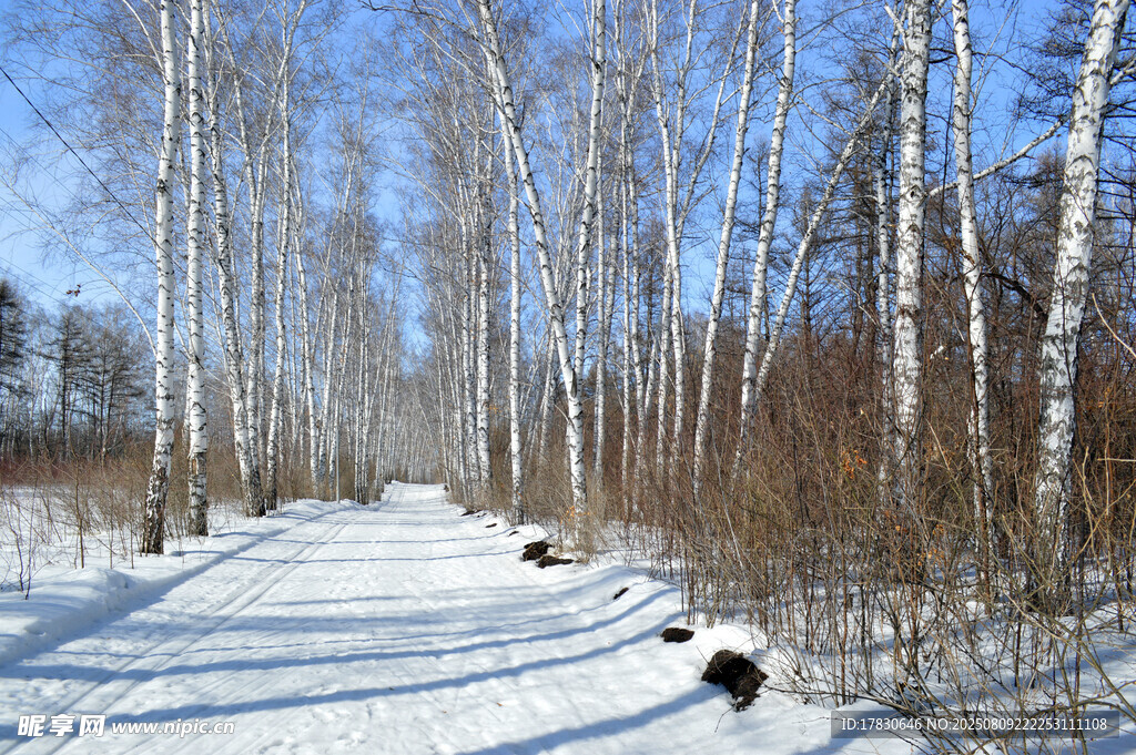 冬日白樺林雪景