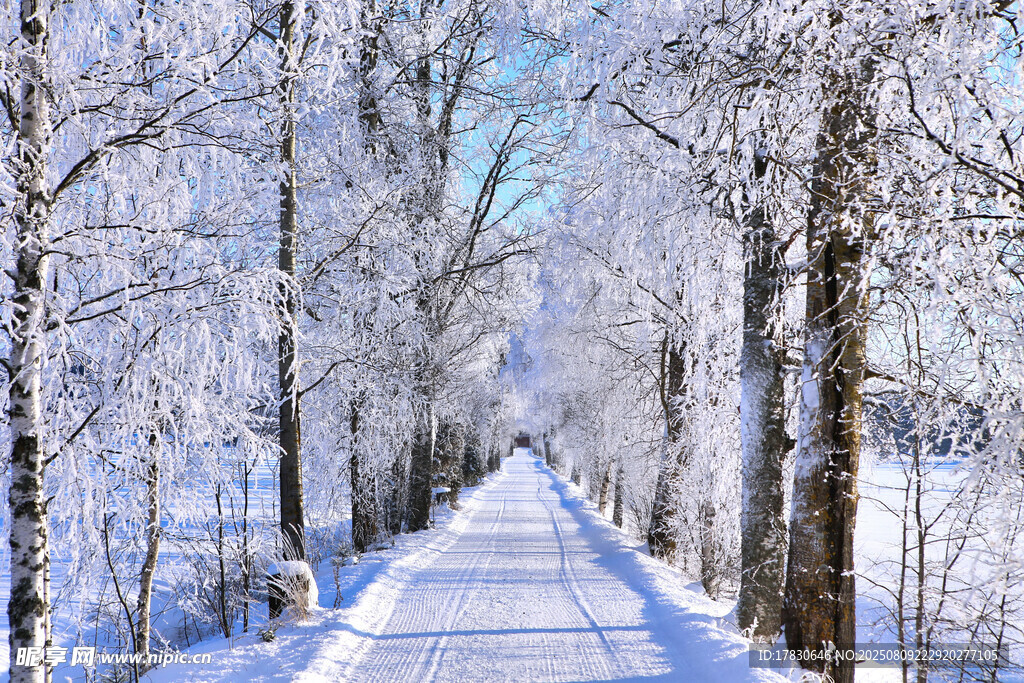 冬日雪林小路美景