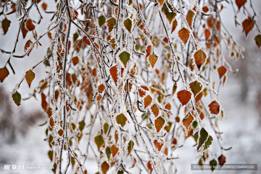 冰雪覆蓋的多彩樹葉景觀