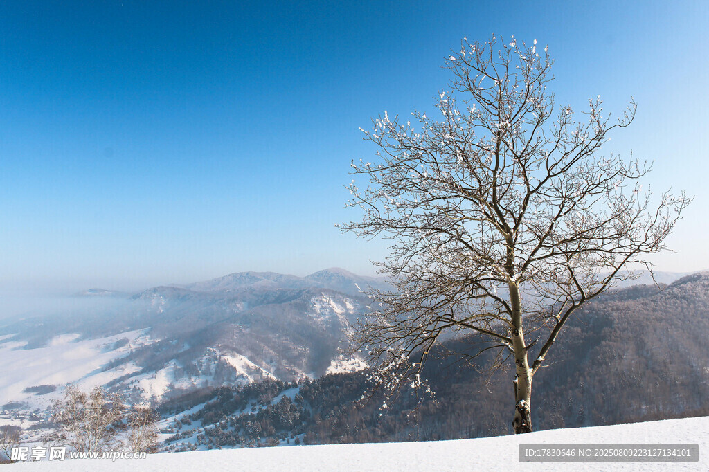 雪中山間孤樹美景