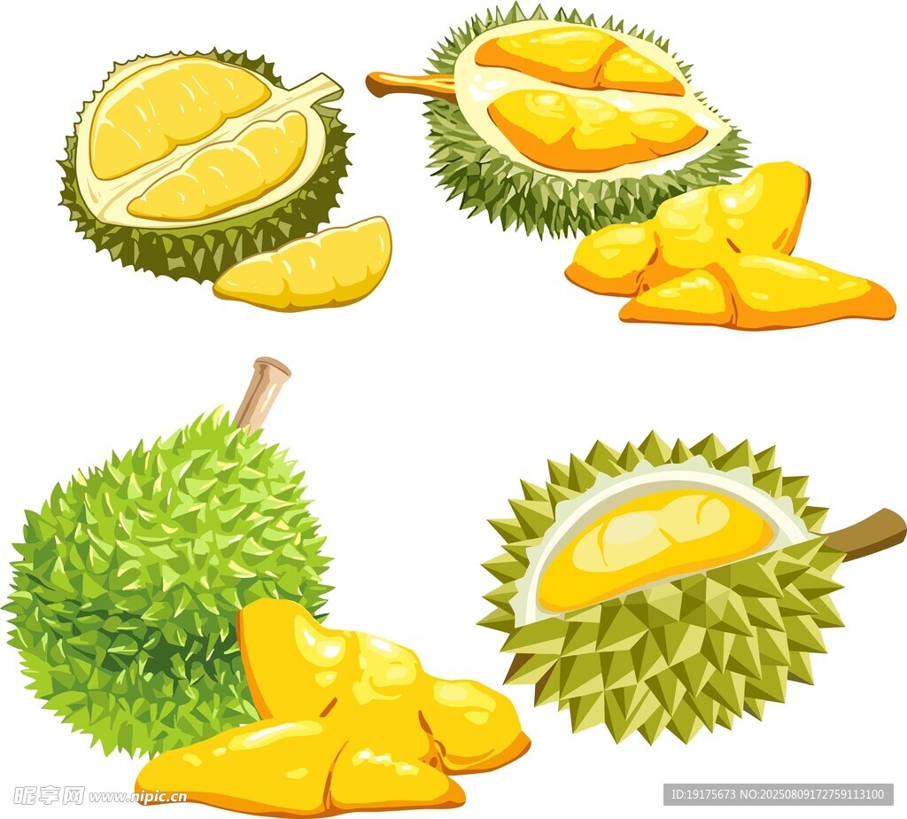 多樣榴蓮形態(tài)展示