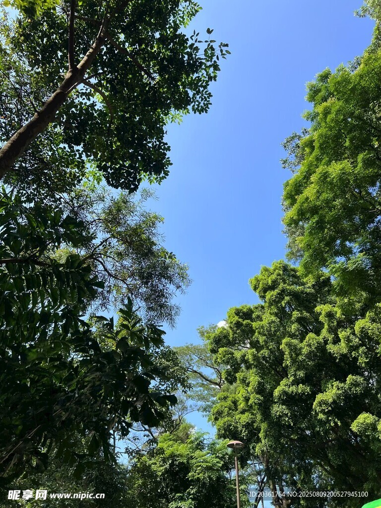 仰望藍(lán)天綠樹美景