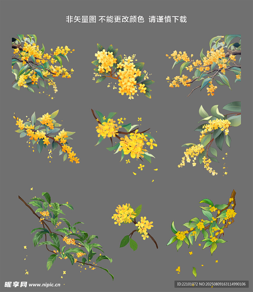 桂花素材