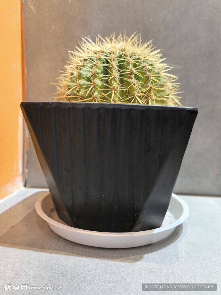 黑色花盆中的翠綠仙人掌