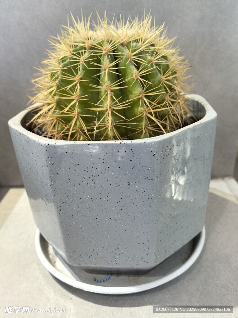 灰色花盆中的球形仙人掌